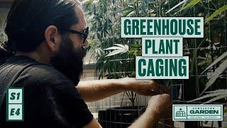 S1|E4 Building Support Caging For Our Greenhouse Plants | Homegrown Cannabis Co. Garden