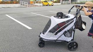 ワールド牧場 みーくん 成長痛のためカートで散歩 ラブラドール子犬 パピーウォーカー