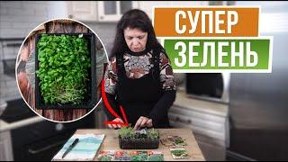 Ошибки при выращивании микрозелени  Советы от garden-zoo