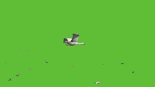 Flying Birds - Green Screen - 3D Animation