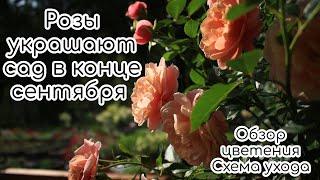 Розы украшают сад в конце сентября. Обзор цветения. Схема ухода