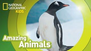 Gentoo Penguin  | Amazing Animals