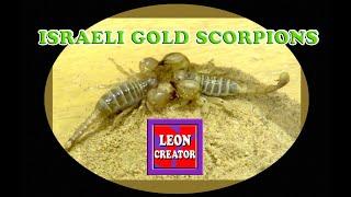 ISRAELI GOLD SCORPIONS (Scorpio maurus)!!! - with Leon Hills - LEON CREATOR