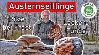 Austernseitlinge ohne Ende - Speise Pilze im Winter - Chaga gefunden