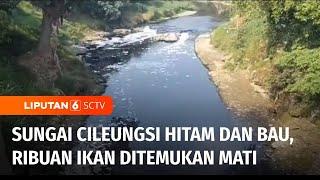 Pencemaran Air oleh Limbah Pabrik, Sungai Cileungsi Berwarna Hitam dan Berbau | Liputan 6