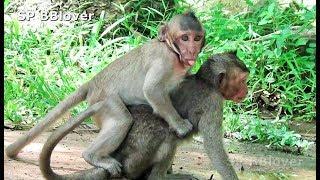 What Sweetpea Want To Do On Baby Monkey Jack