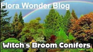 Flora Wonder Blog | Witch's Broom Conifers | Buchholz Nursery