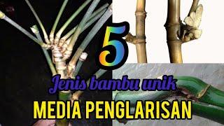 5 jenis bambu unik media penglarisan