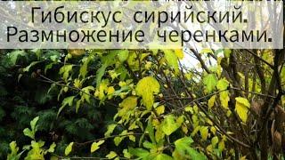 Гибискус сирийский. Размножение черенками.