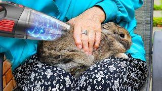 Homeless bunny gets vacuumed clean!