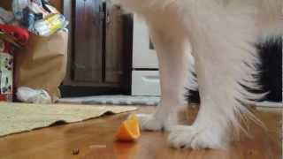 Do Dogs Eat Oranges? Puppy Vs. Orange