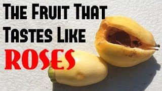 ROSE APPLE: This fruit tastes like ROSES (syzygium jambos) - Weird Fruit Explorer Ep. 251