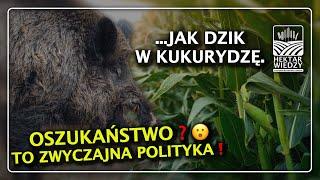 JAK DZIK W KUKURYDZĘ... OSZUKAŃSTWO? | #HektarWiedzy