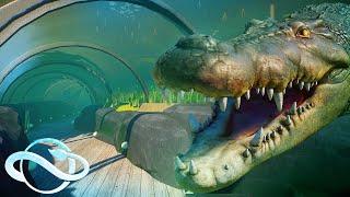 Saltwater Crocodile Habitat With Underwater Tunnel  | Planet Zoo Speed Build - Aquatic Pack