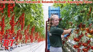 Pertanian Tomat Modern Greenhouse yang Menakjubkan Di Belanda | Teknologi Pertanian Modern