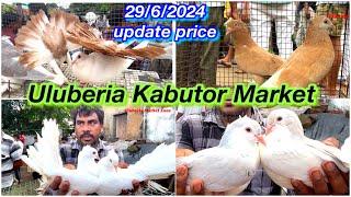 Uluberia Kabutor Market, Uluberia today 29/6/24 price update #cheapestprice #pigeon #sundaypetmarket
