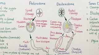 protostome vs deuterostome