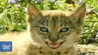 Iberian Lynx Documentary | Part 7