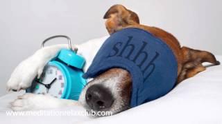 Dog Relaxation Music | Calming Music for Dogs and Cats (Pet Therapy)