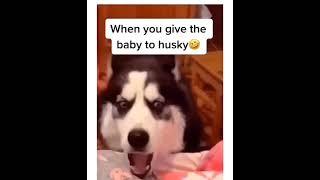 When you have husky  the Doggy Diaries #trending #cutedog