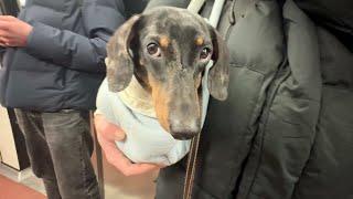 MINI DACHSHUND TAKES THE SUBWAY FOR THE FIRST TIME