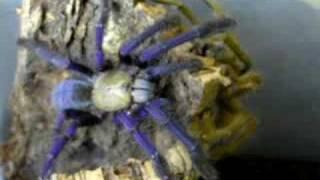 Lampropelma violaceopes "Cyriopagopus sp.Blue"