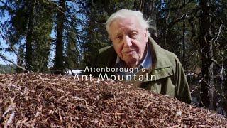 David Attenborough's Ant Mountain - FULL DOCUMENTARY - 2017 HD