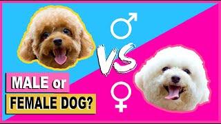 SHOULD I GET A MALE OR FEMALE TOY POODLE PUPPY/DOG- THINGS TO KNOW | The Poodle Mom