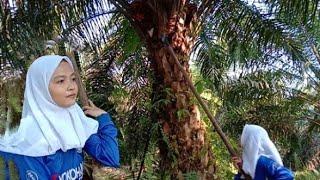Gadis desa cantik panen sawit || Kebun sawit Sumatera.