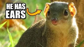 Tree Shrew Facts: NOT a SHREW  Animal Fact Files