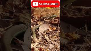 Beautiful footage - Snake is hiding under broken leaves || #new #viral #wildlife #animals #ytshorts