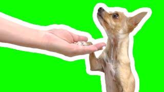 5 EASY Dog Tricks