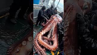 Giant Sea Monsters Caught by Fishermen! #GiantSeaCreatures #FishingDiscoveries #OceanMysteries