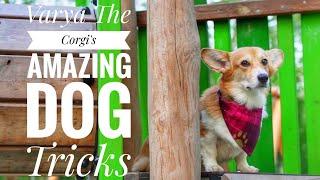 Varya The Corgi 5.5 Years Old / Amazing Dog Tricks & Fun #corgitricks Corgi Tricks