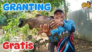 171 : Mancing Granting, Gratis tanpa beban !! akhirnya Bawal Babon Monsternya naik juga