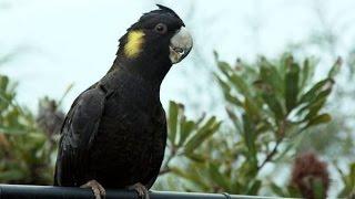 Yellow Tailed Black Cockatoo's Back Garden