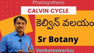 Calvin Cycle | Photosynthesis Class 12 | Carbon Fixation | NEET | EAMCET