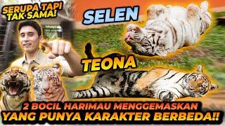 SELEN X TEONA ! 2 BOCIL HARIMAU MENGGEMASKAN YANG MEMILIKI SIFAT BERTOLAK BELAKANG !!