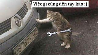 Những video hài hước nhất của chó mèo #108| Yeuchomeo official