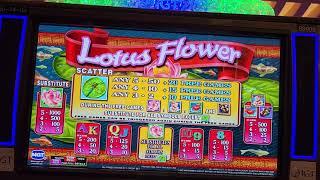 $160 BET HUGE WIN LOTUS FLOWER FREE SPINS - HARD ROCK TAMPA HIGH LIMIT $2 Denom