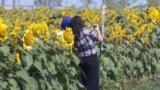 Sunflower farmer says crops being damaged by selfie seekers