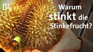 Warum stinkt die Durian-Frucht? Neue Forschung lüftet Geheimnis | Gut zu wissen | BR