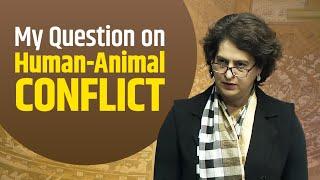 Raising the Issue of Human-Animal Conflict | Priyanka Gandhi | Wayanad | Lok Sabha | Winter Session