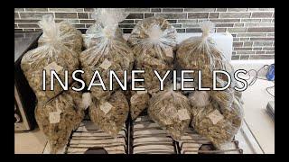 Insane Yields Weed Cannabis Marijuana - The Game Changer Spider Farmer SE7000 - HygroHybrid HHT