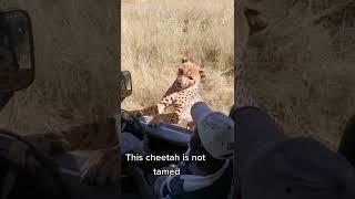 Cheetah gets too close for comfort  #shorts #animals #cheetah #swns