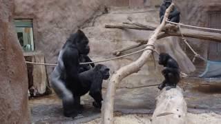 ZOO Prague - Gorillas - Kamba and Richard - they celebrate her birthday (45)