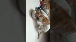 Cats Wearing Diapers #funny cat video