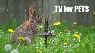 Backyard Brunch for Rabbits, Birds and Squirrels - 10 Hour Video for Pets and People - May 12, 2024