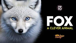 Fox | A Clever Animal | Info Story | Top 10