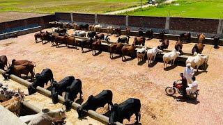 Biggest Cattle Farm Sialkot | Cattle Farming tips 2023 | Bachra Farming in Pakistan | By Asim Faiz